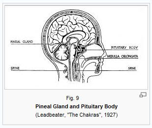 Fig+9+Leadbeater's+pineal+pituitary+drawing.JPG
