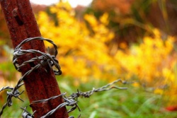 Barbed-wire.jpg