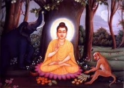 Buddhaandanimal.jpg