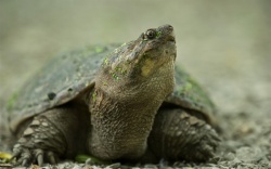 Turtle.jpg