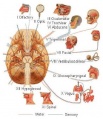 Training seer cancer gov - illu cranial nerves1.jpg