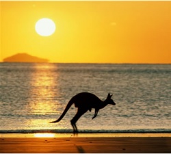 Australia kangaroo.jpg