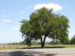 Tala tree.jpg