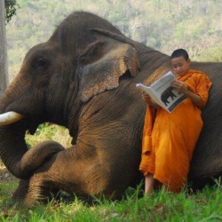 Monk and elephant.jpg