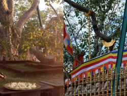 Photograph of Jaya Sri Maha Bodhi Anuradhapura Sri Lanka.jpg