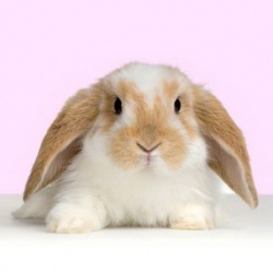 Bunny2.jpg