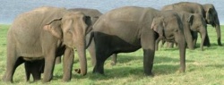 Elephants.jpg