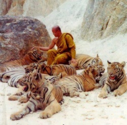 Monk and tigers.jpg