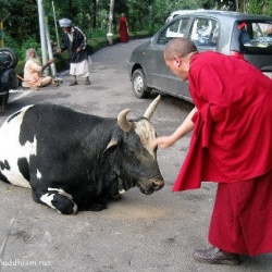 Monk and cow.jpg