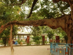 Parijat-tree-at-Kintoor-Barabanki-003.jpg