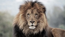 Lion012.jpg