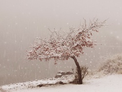 Snowtree.jpg