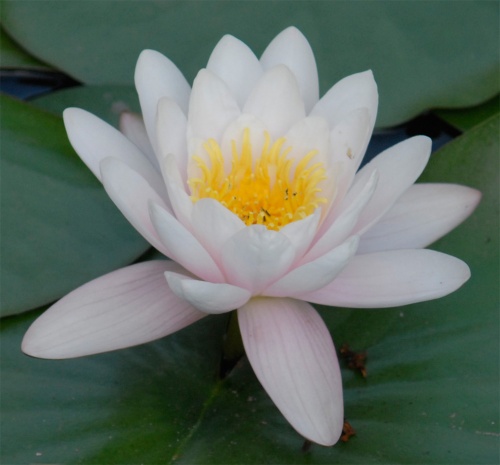 File:Dal-lotus.jpg