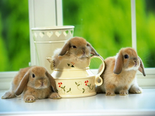 File:Rabbit-233-2.jpg