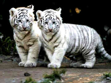 File:Tiger-Cubs-white-tiger-28321362-360-271.jpg