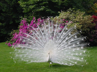 File:Albino-peacock.jpg