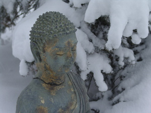 File:Buddh lizzard.jpg