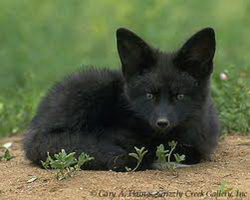File:Black fox.jpg