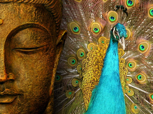 File:PeacockBu-21.jpg