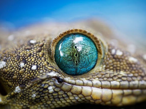 File:Green-eyed-gecko.jpg