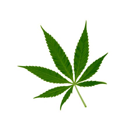 File:Cannabis Leaf.jpg