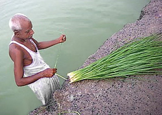 File:Kusha-grass.jpg