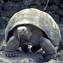 File:Gtotem tortoise.jpg