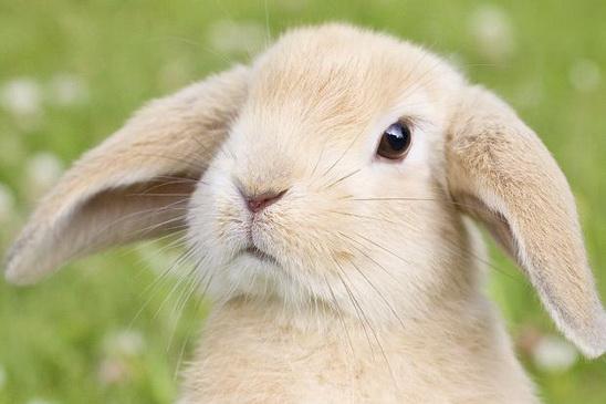 File:87586723 bunny 161621c.jpg