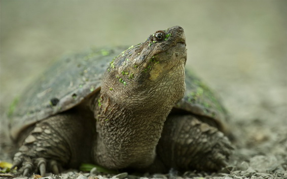 File:Turtle.jpg