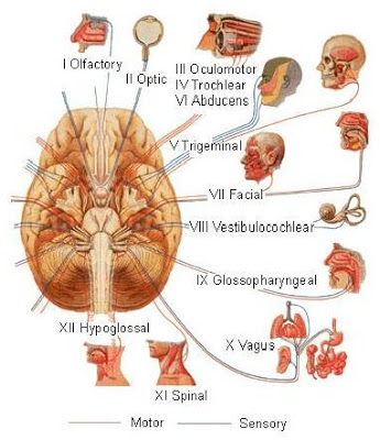 Fig. 15The twelve Cranial Nerve Pairs