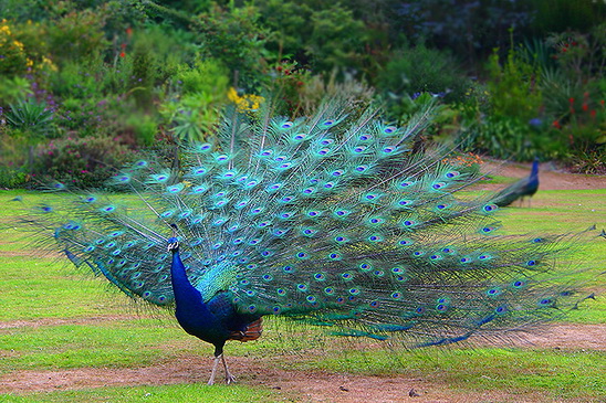 File:-peacocks42.jpg