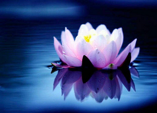 File:Blre.lotus.jpg