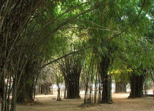 File:Rajagaha.jpg