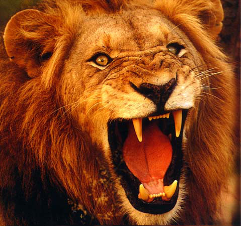 File:Lion3453.jpg