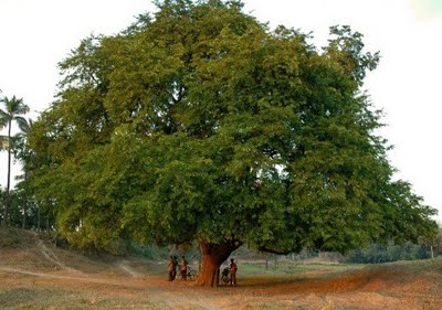 File:Tamarind tree.jpg