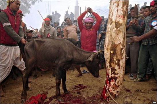 File:AnimalSacrifice.jpg