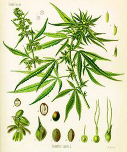 File:Cannabis.jpg