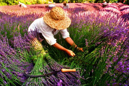 File:Garden-4.jpg