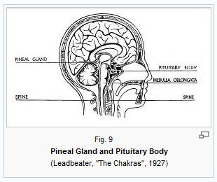 The Chakras and their Petals - A Technical Overview