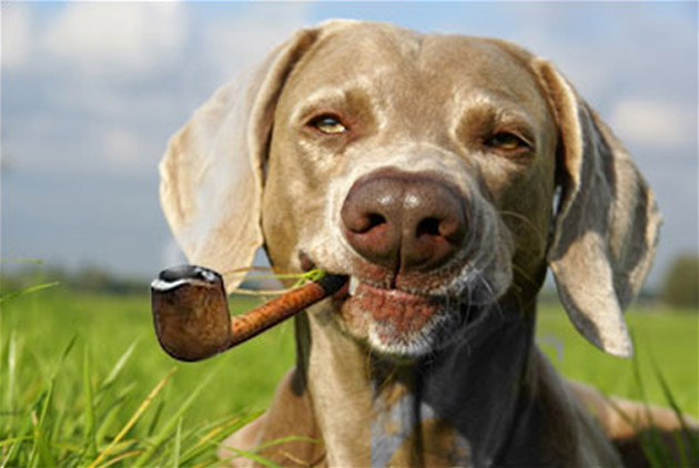 File:Pipe-dog.jpg