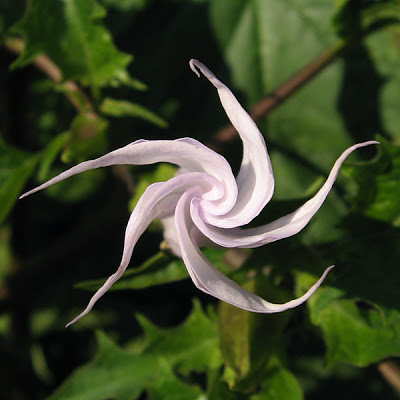 File:Illinois datura2.jpg