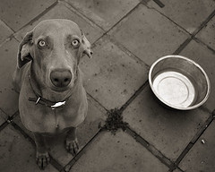 Buddhist Story: The Hungry Dog