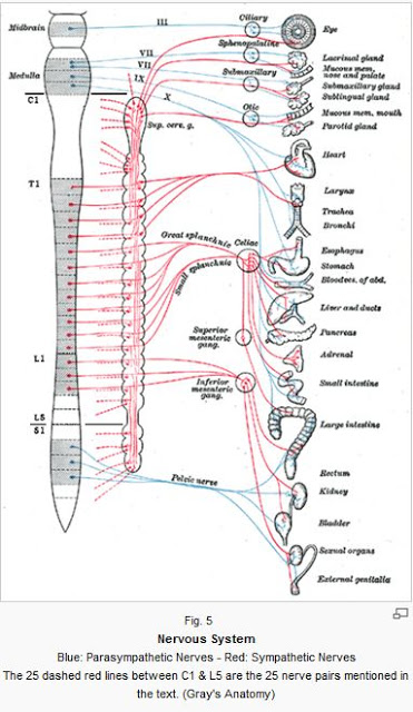 The various physical structures as listed below can be identified in this figure and in fig, 9, 11, 12, 13 and 15.