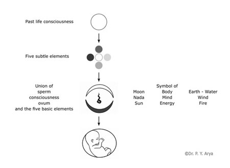 File:Embryology1.jpg