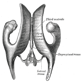 Fig. 143 Dimensional View of the Brain's Ventricles