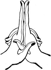 File:Wisdom mudra .jpg
