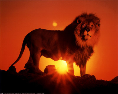 File:Lion-over-the-sunset-lions-334.jpg