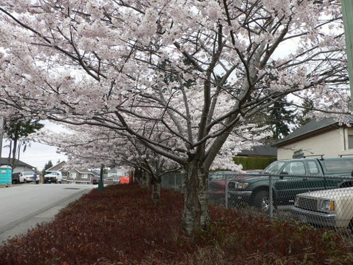File:Cherry-Blo 5.jpg