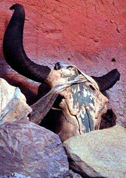 A goat's skull placed atop a prayer wall in Tibet as a votive offering.