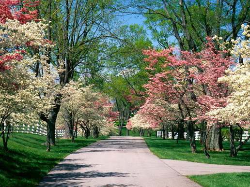 File:Dogwoods.jpg